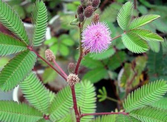 含羞草怎么養(yǎng)殖，老農(nóng)總結(jié)最實用五個養(yǎng)殖要點