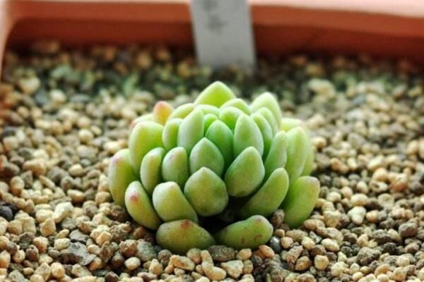 碧玉蓮怎么繁殖，桿插繁殖操作方便且成活率較高