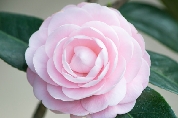 茶花春天好養(yǎng)活嗎