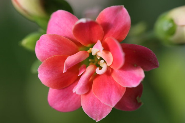 長壽花冬季的養(yǎng)殖方法和注意事項