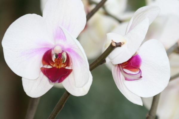 花期蝴蝶蘭家庭養(yǎng)法