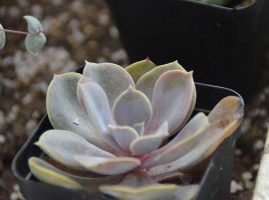 寶石花特點是什么，藥用價值是最大特色