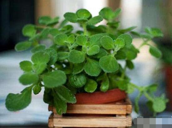 碰碰香放臥室可以嗎，可以/醒腦提神、凈化空氣、驅(qū)趕蚊蟲(chóng)