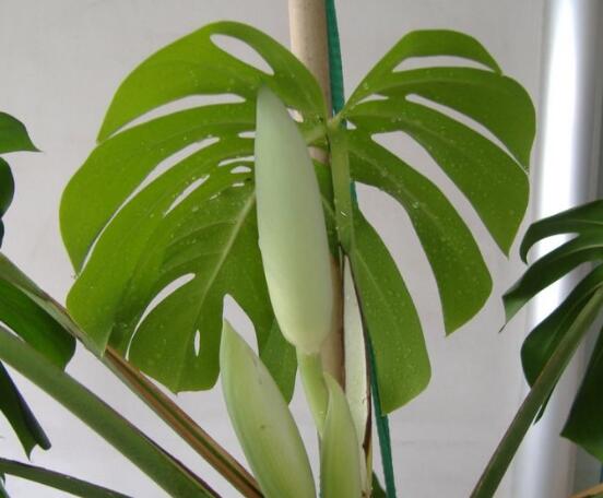 誤食龜背竹葉子怎么辦，第一時(shí)間去醫(yī)院積極治療(中毒較深)