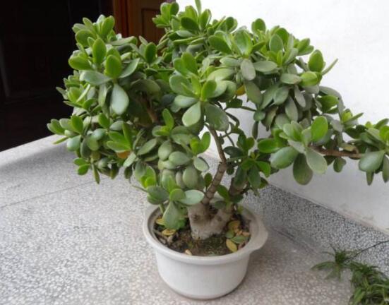 燕子掌用大盆還是小盆，大株用大一號(hào)盆/小株用小一號(hào)盆