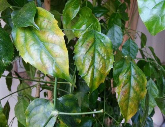 幸福樹葉子干枯怎么回事，四種原因以及解決辦法