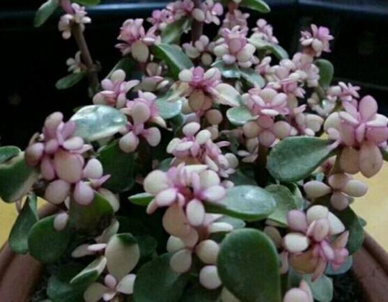 雅樂之舞夏天怎么養(yǎng)，主要注意做好遮陰降溫措施