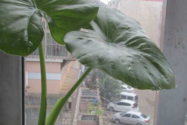 滴水觀音夏天怎么養(yǎng)