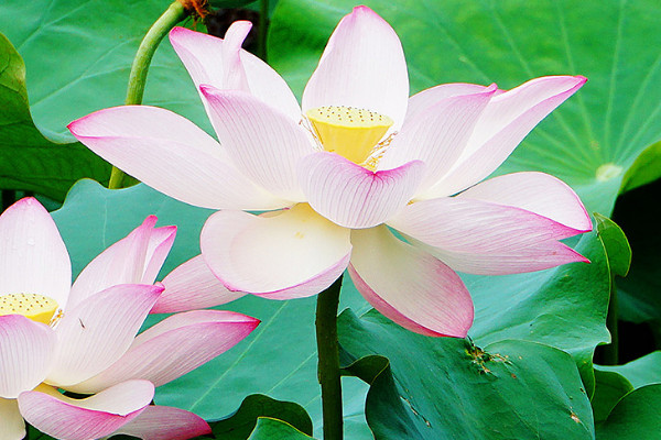 荷花養(yǎng)殖需要經(jīng)常曬太陽嗎