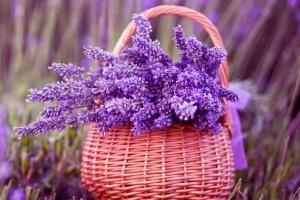 薰衣草茶多久喝一次，薰衣草功效與作用