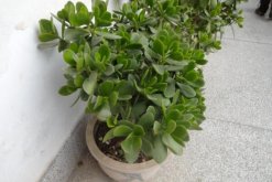 燕子掌怎么澆水，燕子掌四季澆水要點