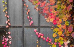 心葉常春藤的養(yǎng)殖方法，環(huán)境濕度很重要