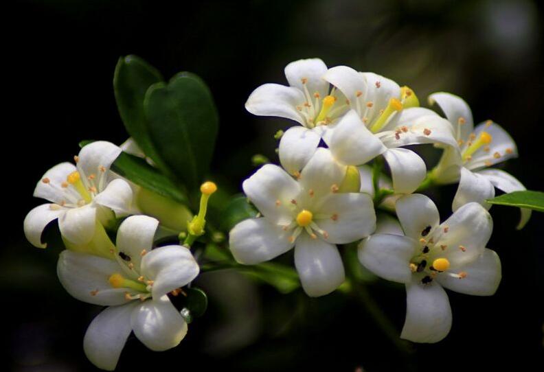 九里香的養(yǎng)殖方法和修剪，光照土壤要嚴(yán)控