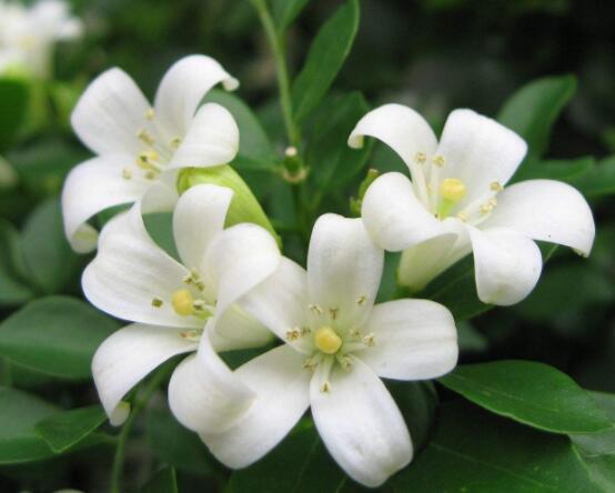 九里香每年開(kāi)多少次花，一年獨(dú)開(kāi)一次花(花期4-8月)