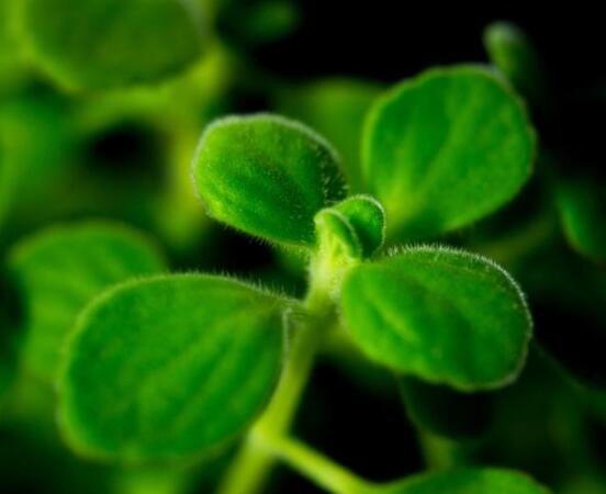 碰碰香爛根處理方法，老農(nóng)總結(jié)兩種最簡單有效措施(輕度與重度)