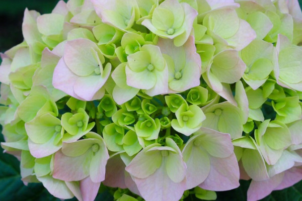 繡球葉子發(fā)霉是怎么回事