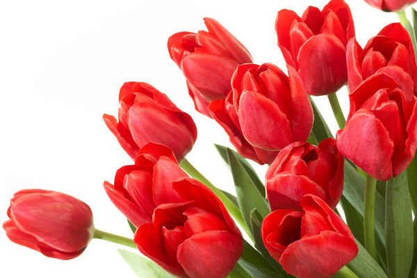 郁金香的養(yǎng)殖方法和注意事項