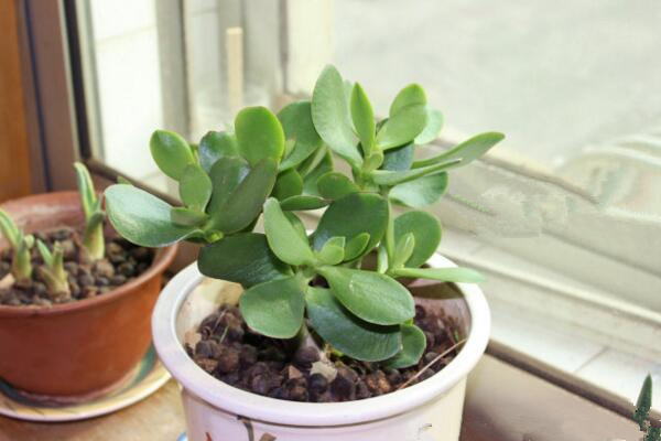 燕子掌葉子可以噴水嗎，不建議噴水可用濕毛巾擦拭葉片