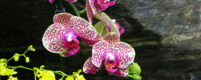 蝴蝶蘭和蘭花哪個(gè)好養(yǎng)