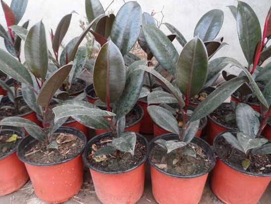 橡皮樹多高怎么去頭，擇理想的高度（生長(zhǎng)出芽點(diǎn)）