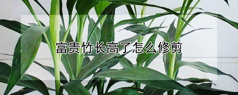 富貴竹長(zhǎng)高了怎么修剪