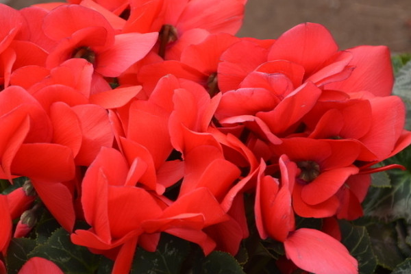 仙客來有毒嗎適合在室內(nèi)養(yǎng)嗎