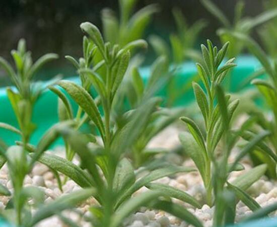 薰衣草怎么扦插，薰衣草的繁殖方法