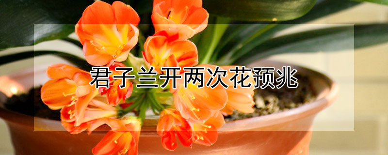 君子蘭開兩次花預(yù)兆