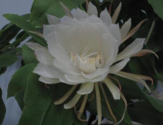 曇花怎么施肥，腐熟的有機(jī)肥為主/陰天施肥最佳