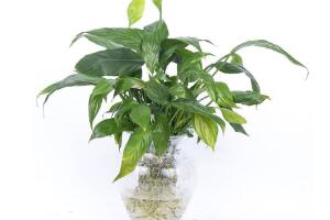 一帆風(fēng)順可以水培嗎，一帆風(fēng)順?biāo)囵B(yǎng)殖方法