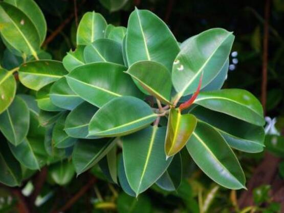 橡皮樹掉葉子還會長嗎，只要不死就會繼續(xù)生長(做好養(yǎng)護管理)