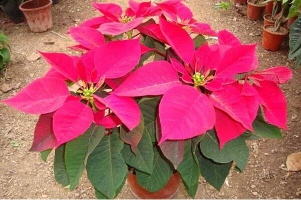 一品紅好養(yǎng)嗎，老農(nóng)總結(jié)一品紅養(yǎng)殖5大要點