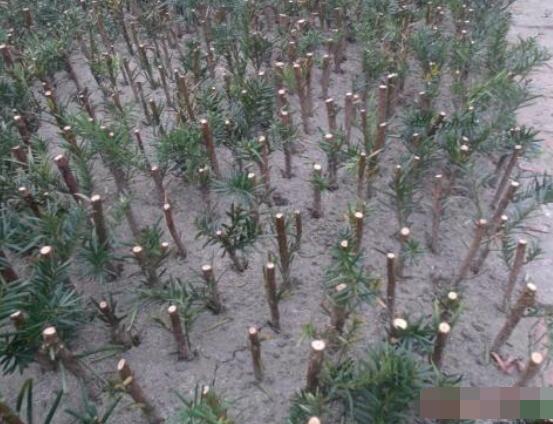 紅豆杉扦插繁殖方法，做好這五大方法便可生根發(fā)芽