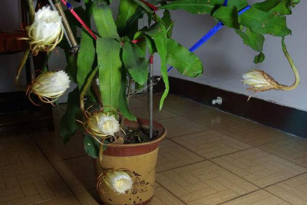 曇花幾年開花，養(yǎng)殖三年左右才能開花