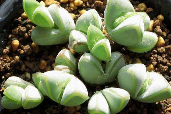 碧玉蓮的養(yǎng)護(hù)方法，做好五個(gè)方面的管理