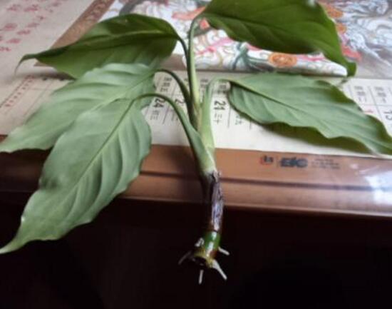 萬年青怎么繁殖，萬年青扦插方法圖解