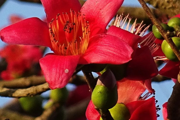 紫荊花和異木棉的區(qū)別