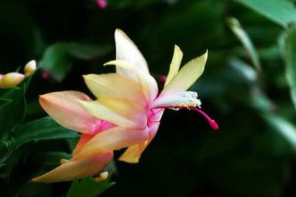 假曇花夏季怎么養(yǎng)