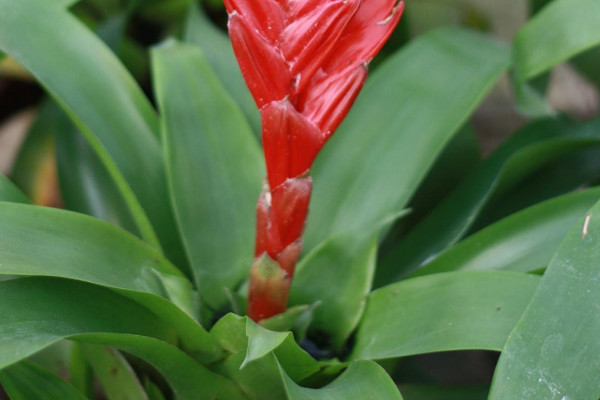 鴻運(yùn)當(dāng)頭的葉杯是哪個地方