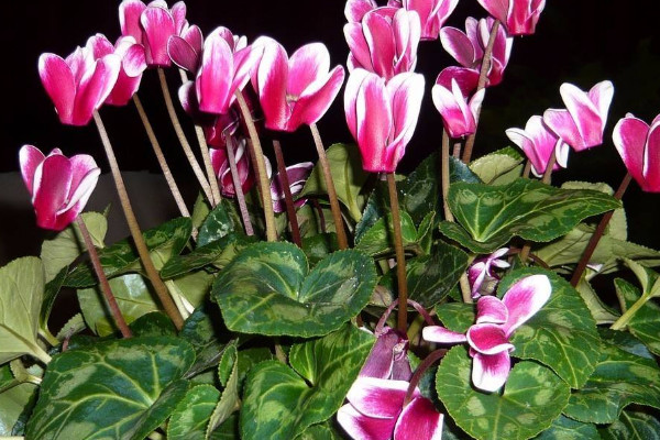 仙客來長(zhǎng)葉不開花咋回事