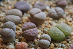 生石花最合適光照度，只需要在夏季適當(dāng)遮陰即可