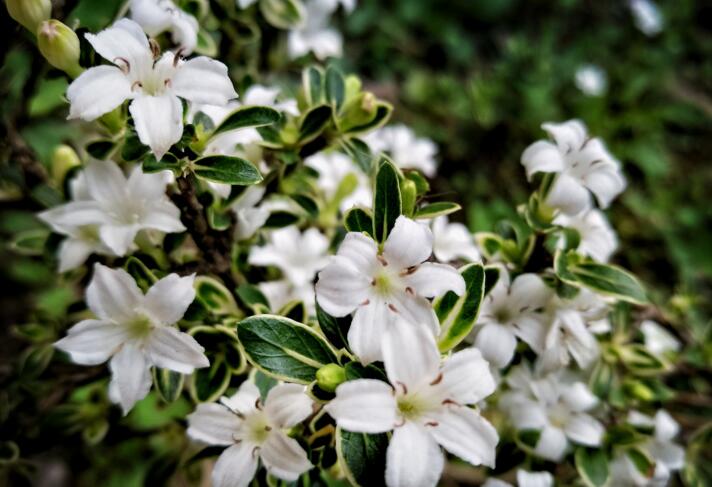 六月雪葉子發(fā)黃脫落怎么辦，分正常落葉和不正常落葉原因