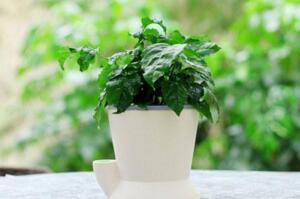 幸福樹施什么肥最好，施氮肥能促進枝葉茂盛