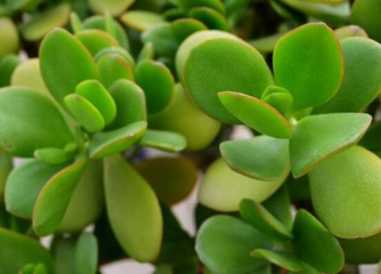 燕子掌的養(yǎng)殖方法和注意事項，老農(nóng)總結(jié)最實用八大養(yǎng)殖技巧