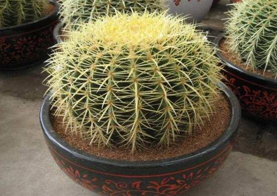 小仙人球的養(yǎng)殖方法和注意事項，老農(nóng)詳解七大最有效養(yǎng)殖方法