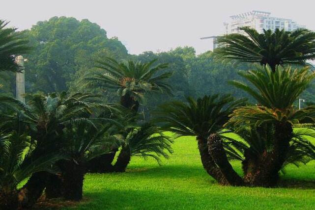 蘇鐵有哪些價(jià)值作用，極具觀賞價(jià)值和食用價(jià)值