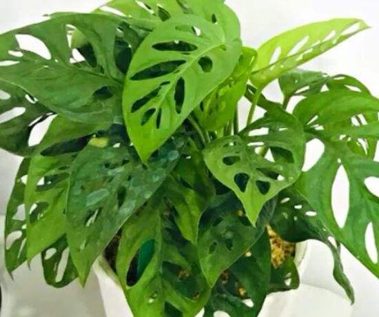 仙洞龜背竹有毒嗎，毒性不強/避免接觸誤食即可