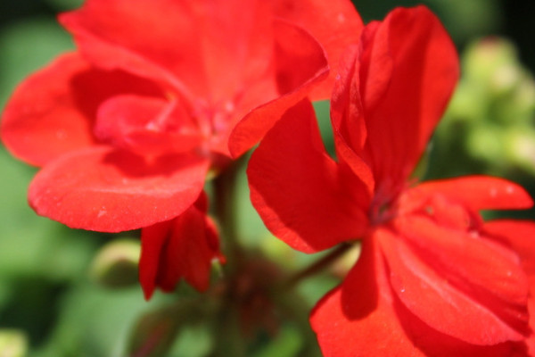 天竺葵用深盆還是淺盆