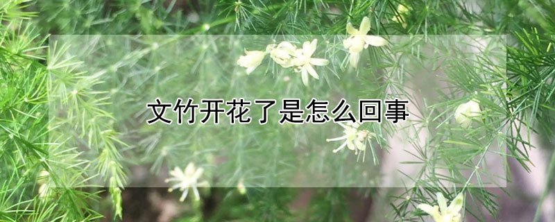文竹開花了是怎么回事