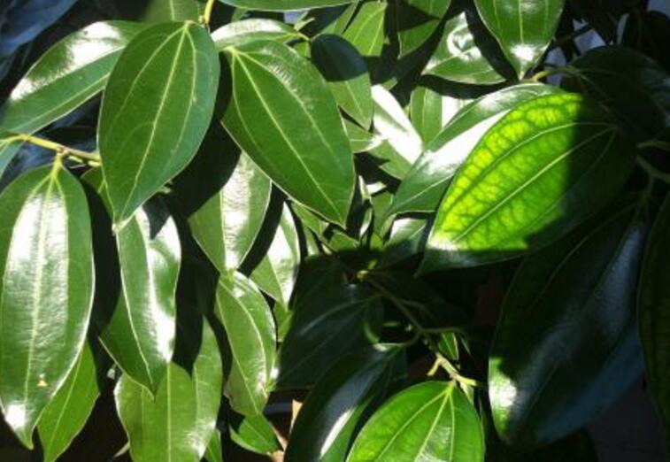 為什么平安樹葉子下垂，澆水過(guò)量和酸堿度不平衡造成的